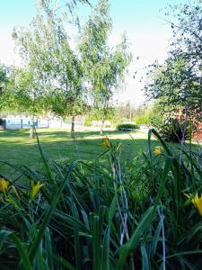 a field of grass with yellow flowers in a park at Cabañas Refugio del Ángel in Tandil