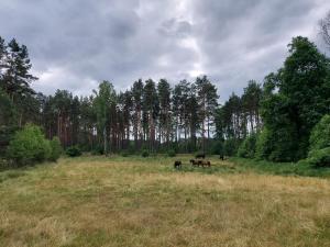 Zvieratá v dovolenkovom dome alebo blízkom okolí