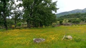 a field of yellow flowers in a field with trees at La Huerta - VuT AV187- para 10 personas in Poyales del Hoyo