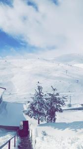 um campo coberto de neve com uma árvore na neve em Winterfell Apartment Popova Shapka em Popova Shapka