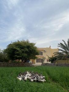 Gallery image of فيلا آفيري Aviary villa in Al-ʿUla