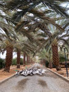 a flock of birds sitting on a road under palm trees at فيلا آفيري Aviary villa in AlUla
