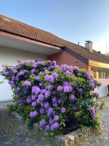 Zahrada ubytování Casa Wellbella