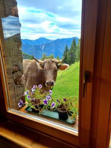eine Kuh, die aus einem Fenster mit Blumen blickt in der Unterkunft Chalet Chapeau b&b in Castel Condino