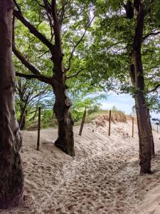 a group of trees on a sandy beach at Apartament 104/29 Sunset Resort Grzybowo in Grzybowo
