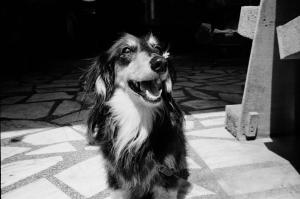 Ospiti di Lazy House con animali domestici
