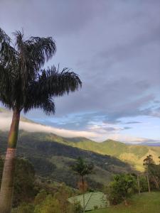 a palm tree with a view of a mountain at Pousada e restaurante Além das Nuvens in Guaratinguetá
