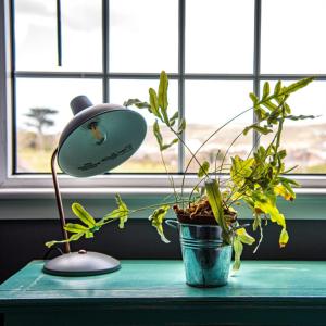 a lamp sitting on a table next to a plant at The Residence at Bolenna in Perranporth