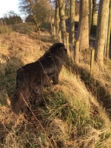 a black dog sitting in the grass next to trees at Pirnie Lodge Holiday Lets in Slamannan