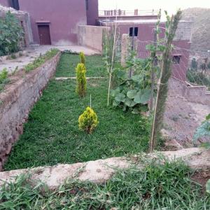a garden with two small trees in the grass at Auberge Matat in Imlil