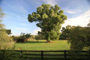 a large tree in a field behind a fence at Spirit Tree Inn B&B in Patagonia