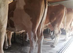a group of cows standing in a barn at Bio-Bauernhof-Hotel Matlschweiger in Lassing +72 photos