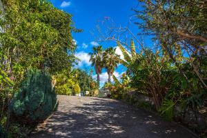 een weg met bomen en palmbomen aan de zijkant bij Vila Afonso in Estreito de Câmara de Lobos