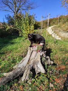 a black cat sitting on top of a tree stump at Kocia Górka in Wisła