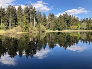 a view of a lake with trees in the background at Zur alten Fabrik in Steinach