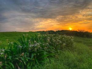 a field of grass with the sunset in the background at 南灣陽光皮小妞 Pii hostel in Nanwan