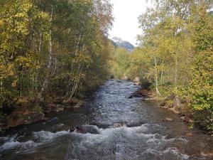 um rio que flui através de uma floresta com árvores em Gaspà em Ordino