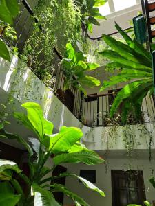 Une bande de plantes vertes dans un bâtiment dans l'établissement Nicobar Con Dao Hotel, à Côn Son