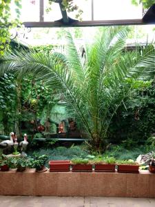 a garden with palm trees and plants in a greenhouse at Guest House Aleksina in Lazarevskoye