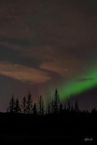 an aurora in the sky over a forest of trees at Guesthouse Bitra B&B in Selfoss