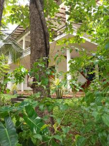 a garden with trees and plants in front of a building at Yonara Green Rest in Habarana