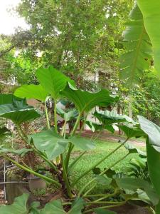 a plant with large green leaves in a garden at Yonara Green Rest in Habarana