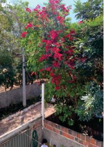 a tree with red flowers on top of a wall at Recanto Zen in Lençóis