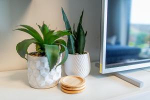 two potted plants sitting on a desk next to a computer at Kelswick Lodge in Nelson