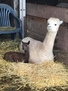 Tiere in der Ferienwohnung oder in der Nähe