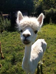 a white llama standing in a field of grass at Herzfenner Hof in Auw