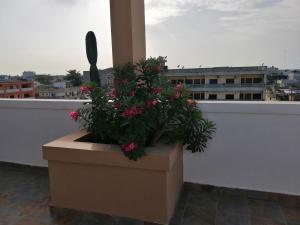 una pianta in vaso seduta sopra un balcone di IMOLEASE HUBERT Sainte Rita a Cotonou