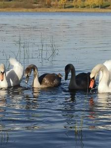 Afbeelding uit fotogalerij van DvīņuMājas in Balvi