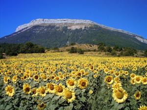 a large field of sunflowers in front of a mountain at Bas de villa, 2 terrasses, piscine, SPA, sauna... in Neffes