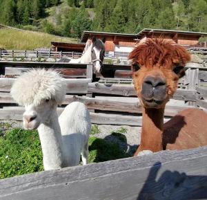 Altri animali domestici presso l'appartamento o nei dintorni