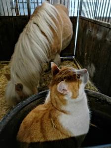 Ospiti di Bio & Reiterhof der Veitenhof con animali domestici