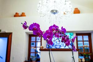 坎波斯杜若尔当Pousada Hortelã的相册照片