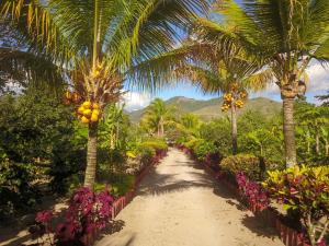 un chemin de terre planté de palmiers et de fleurs dans l'établissement Villa Sonia Eco-Hostel, à Gigante