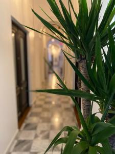a green plant in front of a hallway at 352 Guest House Hotel Boutique in San Juan