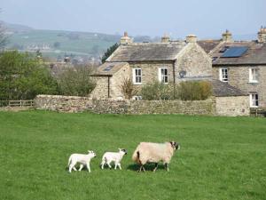 a sheep and two lambs walking in a field at Cross Beck Cottage in Grinton