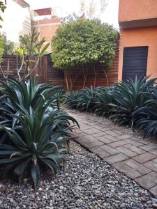 a row of plants in front of a house at Tu casa Oaxaca... in Oaxaca City