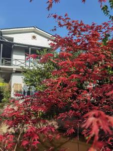 un árbol con hojas rojas delante de una casa en Banshan Yard en Ya'an