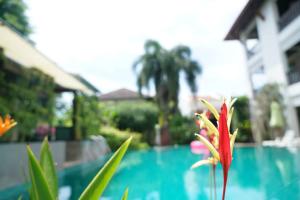 a red flower in front of a swimming pool at Monaburi Boutique Resort in Rawai Beach