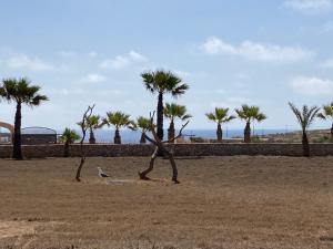 un oiseau debout dans un champ planté de palmiers dans l'établissement DAMMUSI JERIMAR, à Lampedusa