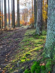 eine unbefestigte Straße in einem Wald mit Bäumen in der Unterkunft Pensionszimmer Larifari in Drees