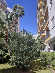 una palmera en un patio al lado de un edificio en Albaida II Bajo G Apartamento Nerja, en Nerja