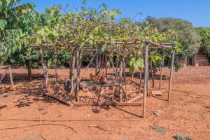 Ogród w obiekcie Finca CAN LLORENC by Mallorca Villa Selection