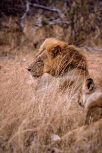 dos leones tirados en la hierba alta y seca en Tshukudu Game Lodge en Hoedspruit