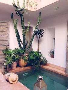 a swimming pool with plants in a room at Riad De Vinci & SPA in Marrakesh