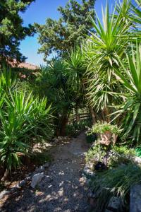 un sentiero attraverso un giardino con palme di Apartments Yucca a Novalja (Novaglia)