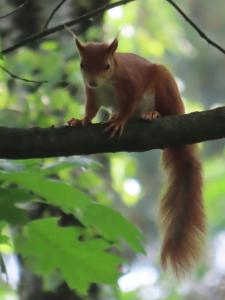 a red squirrel sitting on a tree branch at Natuurhuis 'Van De Wereld' in Lanaken